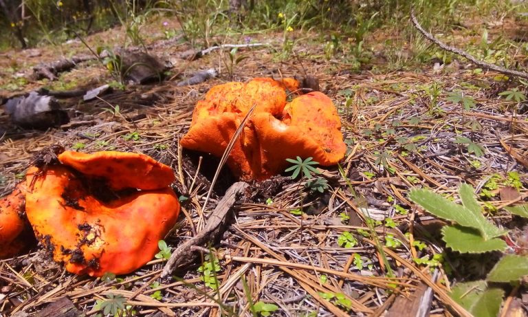 Especialistas mexicanos crean productos nutritivos con hongos comestibles