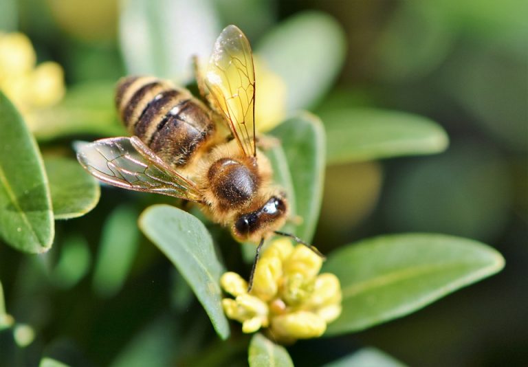 Las abejas como fuente de vida