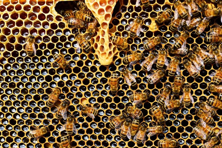 Advierten de riesgos para humanos por reducción de abejas