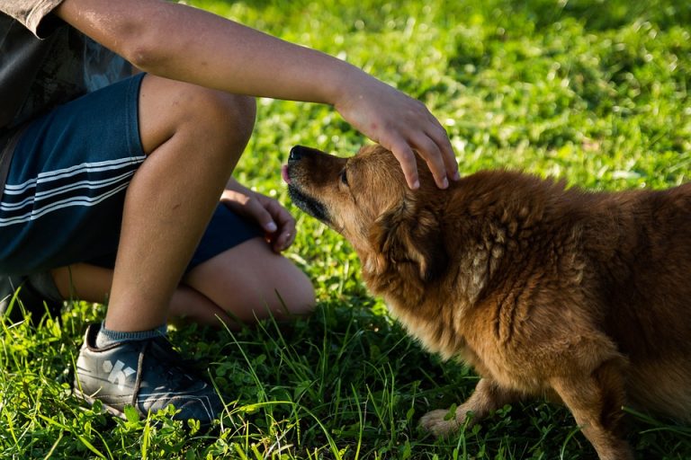 Mascotas de apoyo emocional, fundamentales para la sociedad