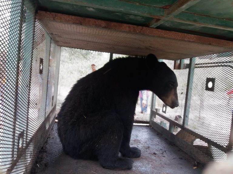 Capturan oso negro en la Sierra de Arteaga