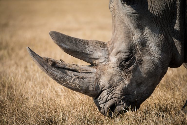 El humano acabó en un siglo con las especies que a la naturaleza le habría tomado 10 mil años