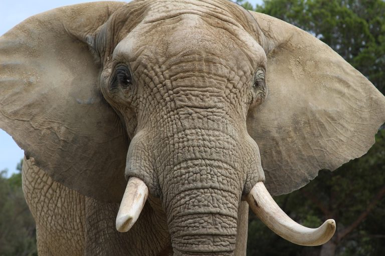 En Nepal, un elefante mata a una mujer que dormía en su hogar