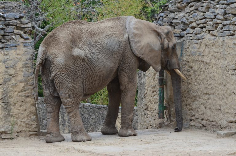 Muere icónica elefanta de zoológico venezolano