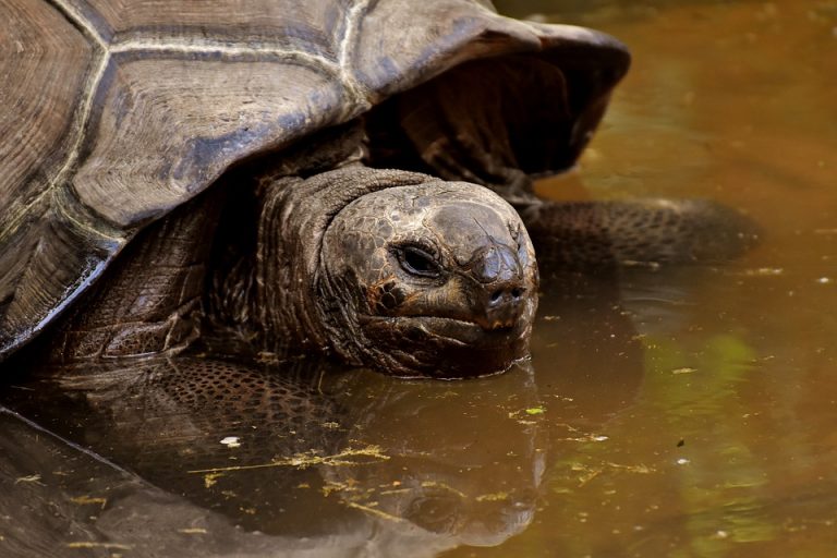 Muere tortuga de 7 kg por comer desechos plásticos en Tailandia