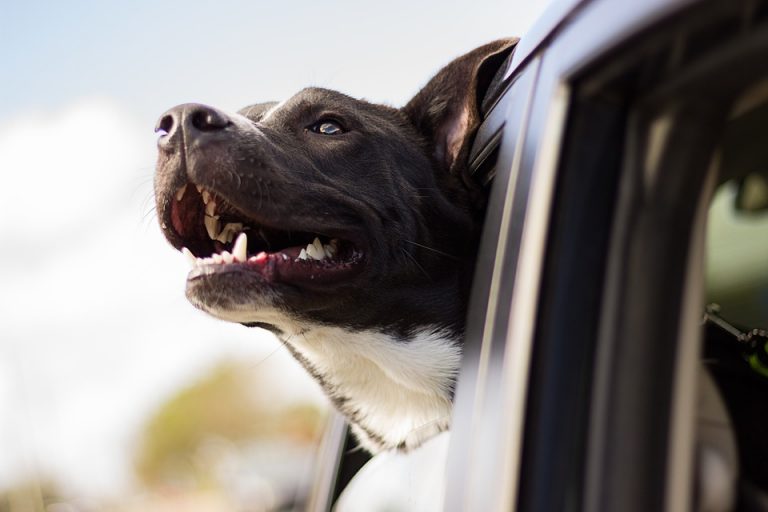 Qué hacer, si no puedes llevar a tu perro de vacaciones