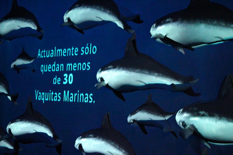 Vaquita marina, historia de extinción que no debe repetirse