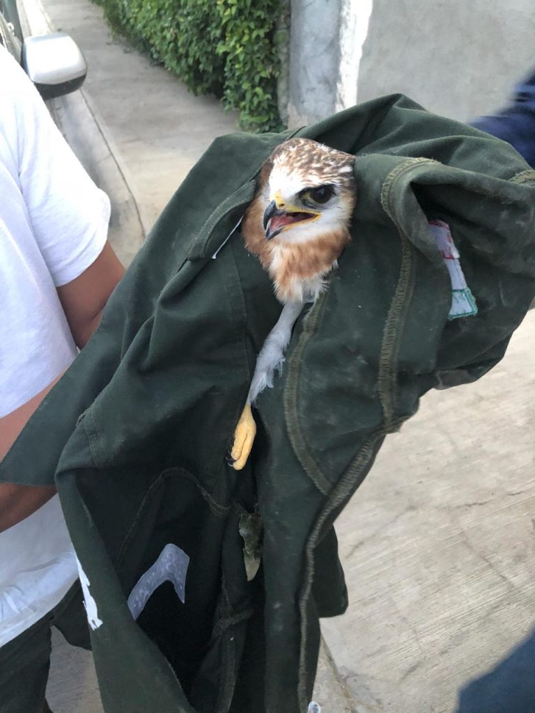 Peligroso tener en casa animales de compañía no criados con este fin