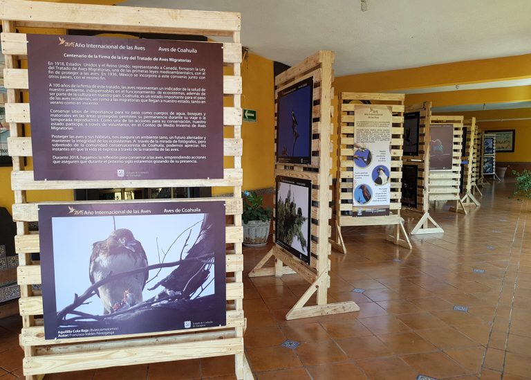 Instalan exposición fotográfica “Aves de Coahuila” en la presidencia municipal de Ramos