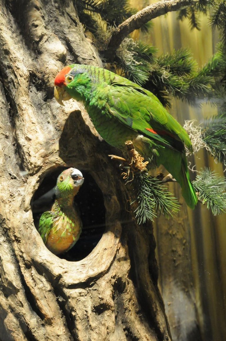 Profepa rescata y libera 19 aves de mercado de Nuevo León