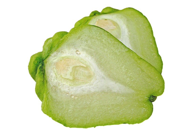 Científicos de la UNAM desarrollan ‘súper chayote’ contra el cáncer