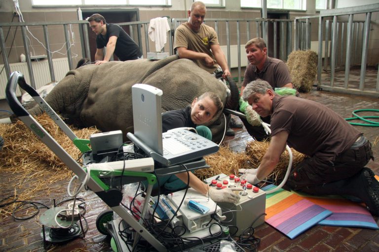Crean por primera vez en laboratorio embriones de rinoceronte