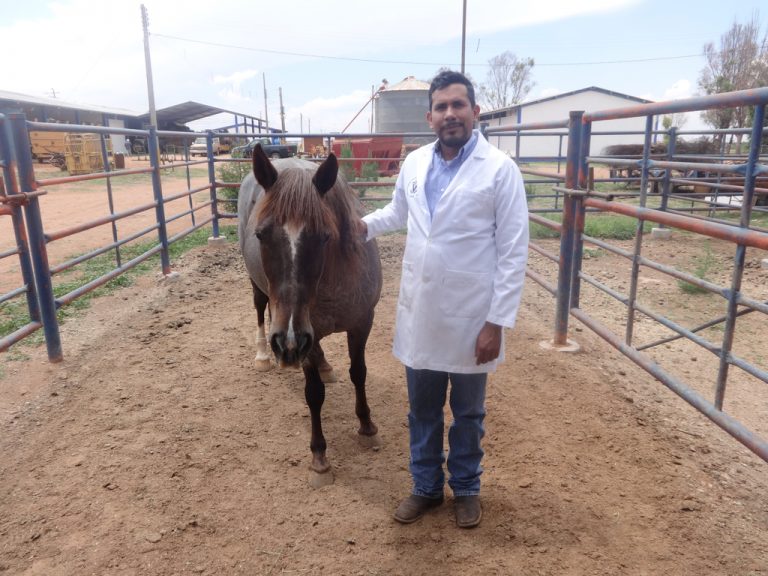 Investigadores mexicanos estudian la carne de caballo como una alternativa alimenticia