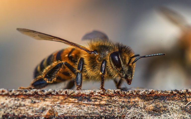 Exhorta Gobierno Municipal reportar enjambres de abejas