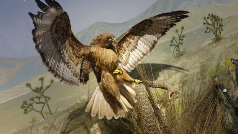 Ofrece Museo de las Aves atractivos de visita por temporada vacacional