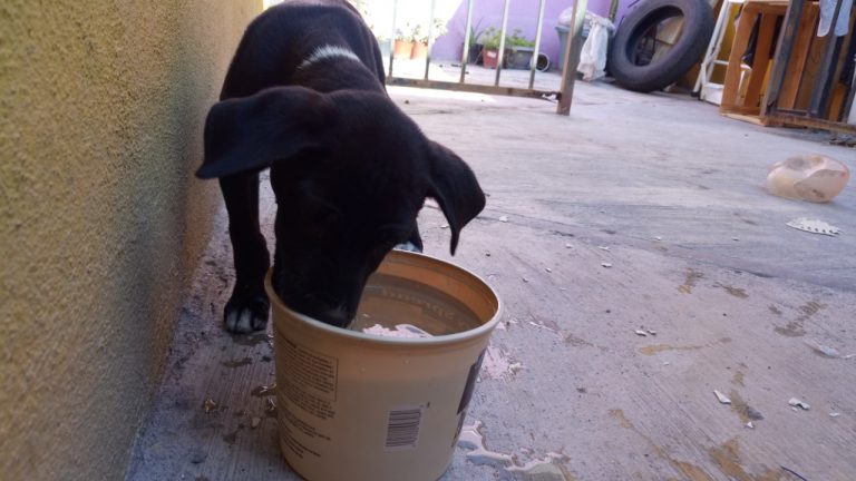 Pide SEMA proteger a mascotas del “golpe de calor”