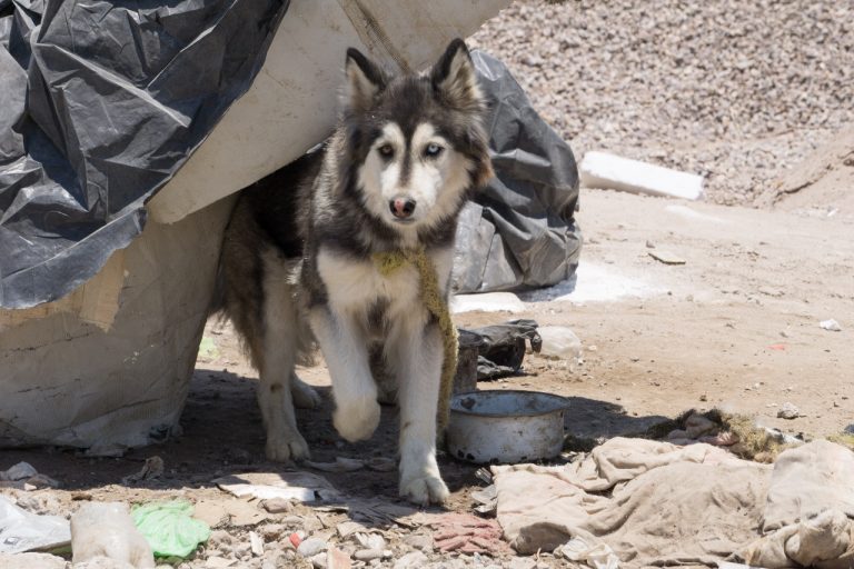 En Coahuila se protege a todas las mascotas