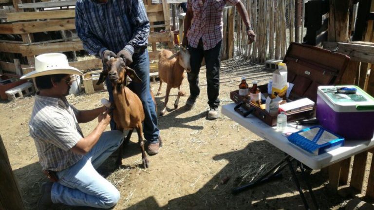 Implementa municipio de Saltillo Programa de sanidad y vacunación de ganado en ejidos