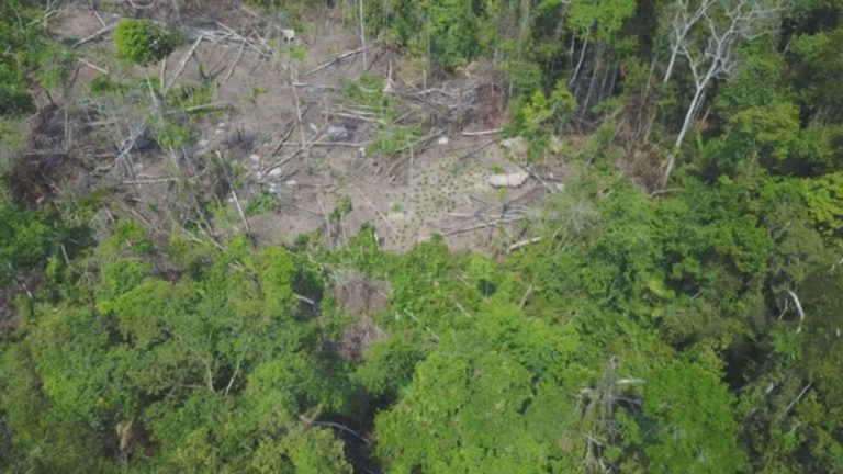 Descubren una nueva tribu indígena completamente aislada en la selva amazónica 