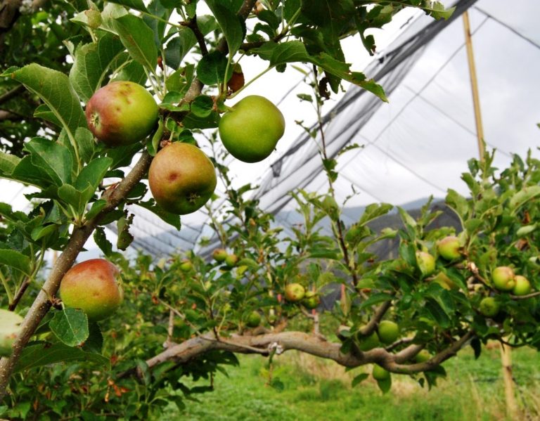 300 mil cajas de manzana menos por impacto de helada