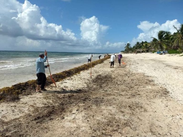 Sargazo estará un mes más en las playas de Quintana Roo
