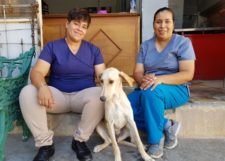 Más de 50 perros están listos para ser adoptadosen Mi Mascota