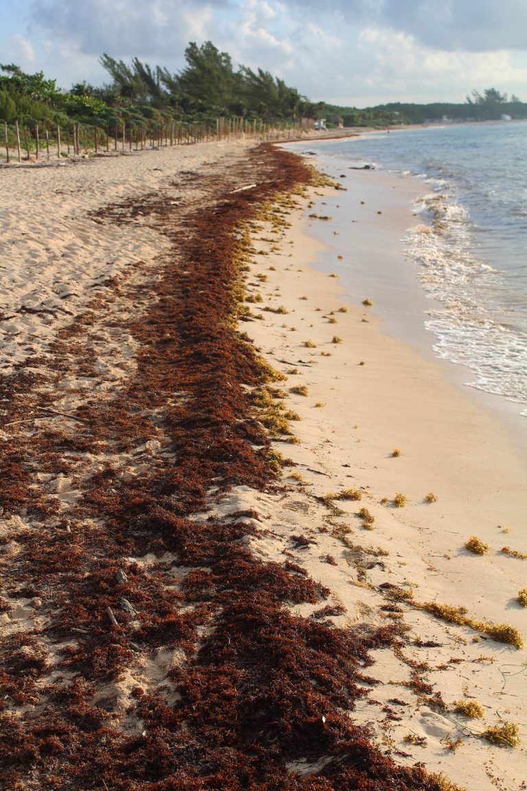 Ayuda UNAM en el combate contra el sargazo en el caribe