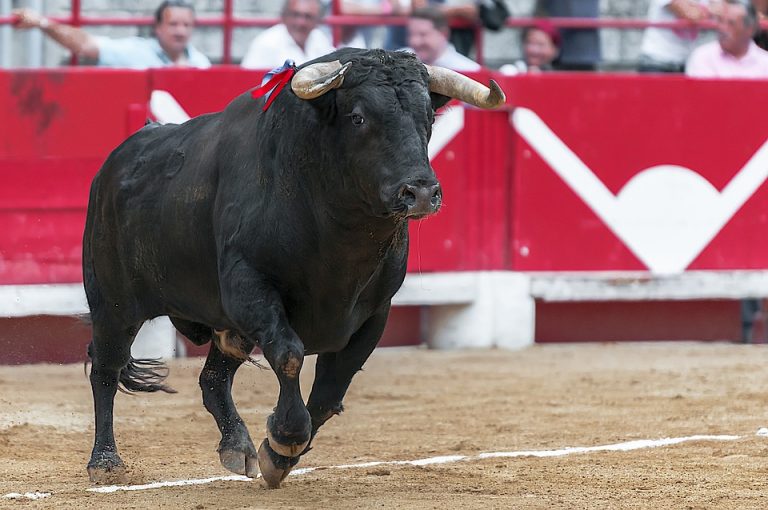 Se reactiva  movimiento “Coahuila Libre de Corridas”, ante intento de diputada de MORENA por revivir la tauromaquia