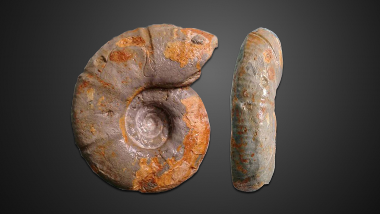 Científicos del IPN descubren fósil único en el mundo