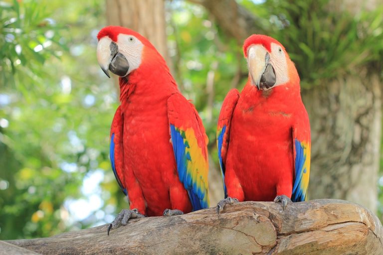 En México quedan menos de 200 guacamayas rojas en libertad