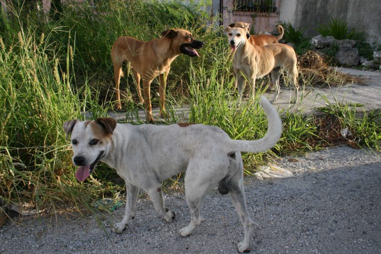 México, país de AL en el que más perros son abandonados