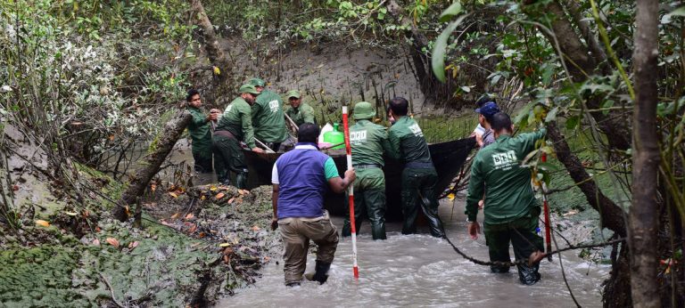 La industrialización amenaza el Bosque de Sundarbans, casa de los tigres de Bengala