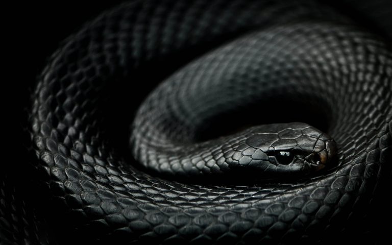 Premian antiveneno contra mordeduras de serpiente, creado en la UNAM