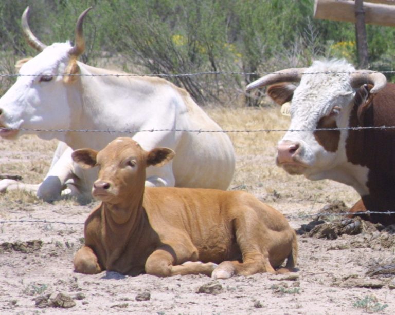 Sector ganadero de América Latina y el Caribe tiene un gran potencial para mitigar sus emisiones de gases de efecto invernadero