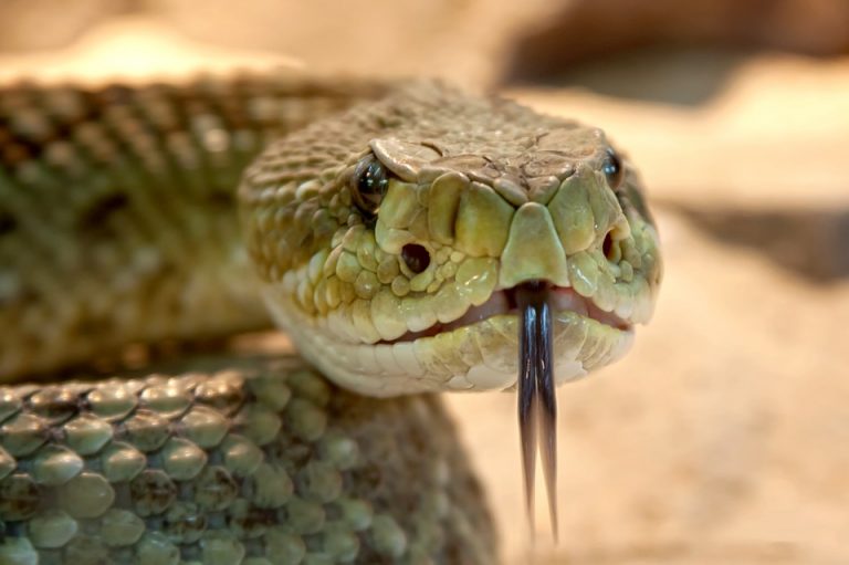 Veneno de serpiente y sangre de búfalo crean inédito medicamento en Brasil 