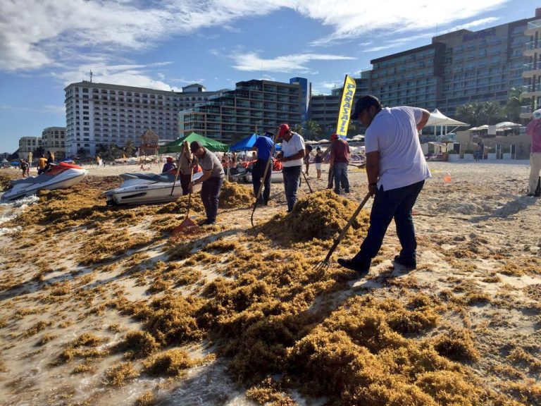 Advierten desastre ecológico por sargazo en playas mexicanas