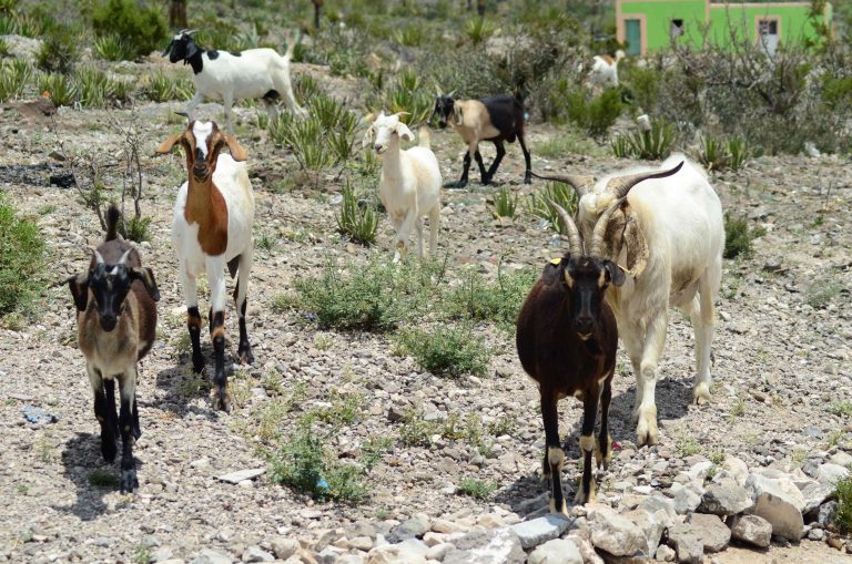 En campaña contra Brucelosis se vacunaron más de 10 mil cabras en La Laguna