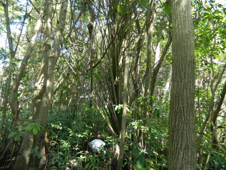 Detectan dispersión de palma de aceite africana en la Reserva de la Biósfera en Chiapas