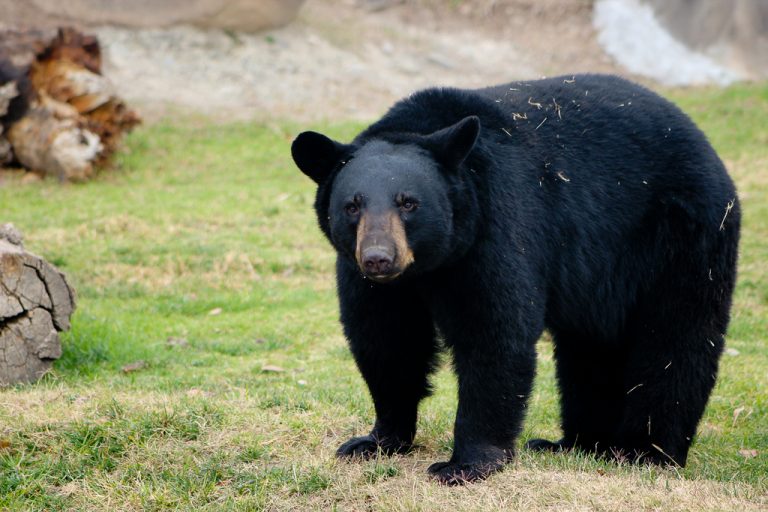 Museo del Desierto realiza esfuerzos de rescate del oso negro americano