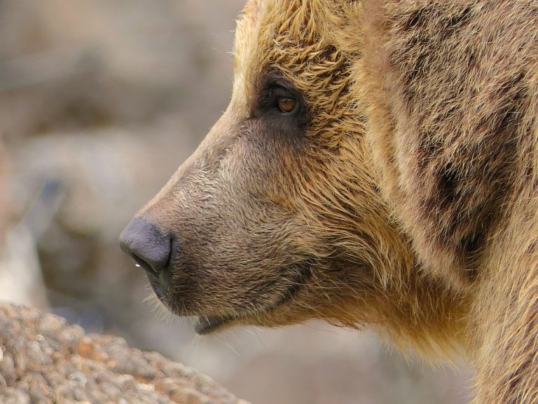 Saliva de oso tiene propiedades curativas para la piel: científicos