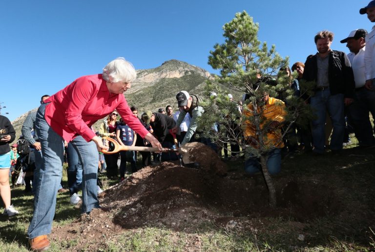 Ha entregado la Secretaría de Medio Ambiente alrededor de 90 mil árboles para reforestación