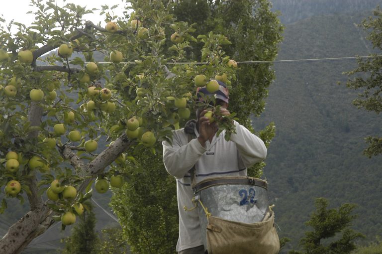 Aseguran sí reciben recursos productores afectados por heladas