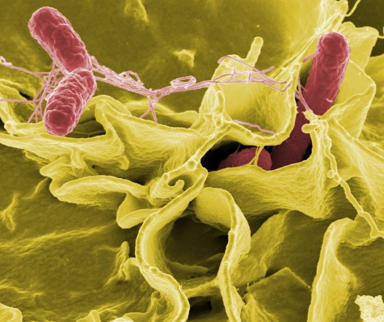 Analizan el interior de los parásitos y sus procesos de infección