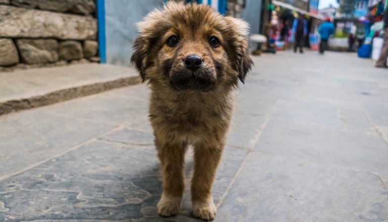 Buscan esterilizar a 7 mil perros con campaña de boteo