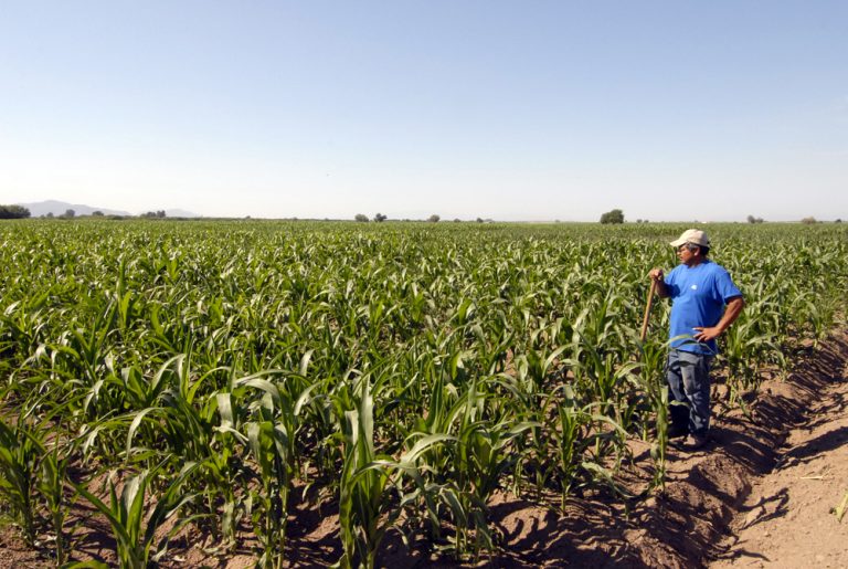 Campesinos mexicanos, en pobreza e inseguridad alimentaria