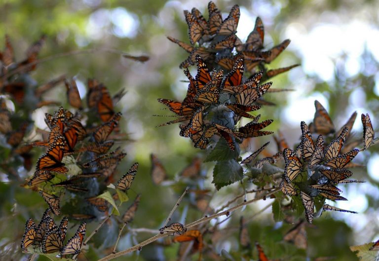 Comienzan mariposas monarcas a cruzar frontera de Coahuila