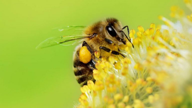 En grave riesgo las poblaciones de abejas y su polinización, vital en la generación de alimentos