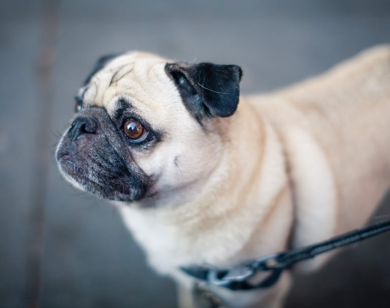 Gatos y perros padecen enfermedades oculares, curables con tratamiento oportuno