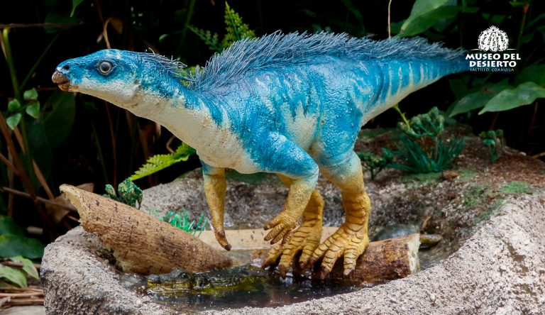 Localizan en General Cepeda restos del primer dinosaurio Parksosaurido en el país