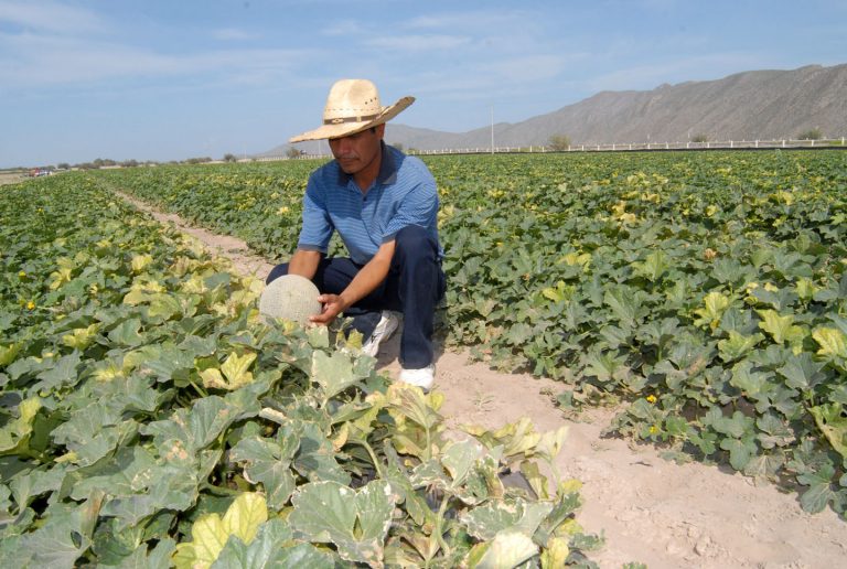 Propone Morena ley anti latifundio agropecuario, limita propiedades